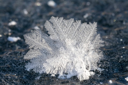  Winter Flowers  on a frozen lake