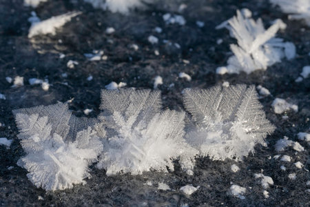  Winter Flowers  on a frozen lake