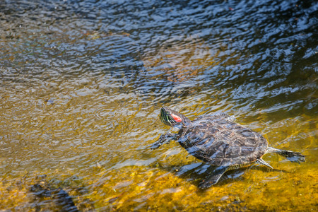The red-eared slider (Trachemys scripta elegans), also known as red-eared terrapinの写真素材