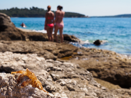 Molt crab on the rocksの写真素材