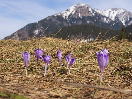 Crocuses on a mountain meadow. In the background a snowy peak.の写真素材