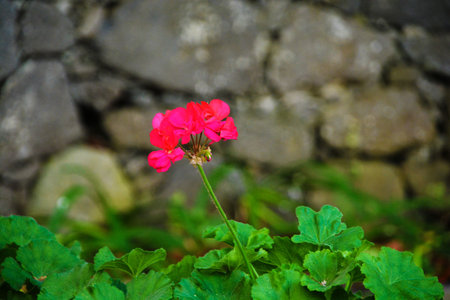 flower close-up on a background of greenery