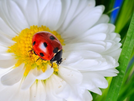 Ladybug on the  chamomiles  の写真素材