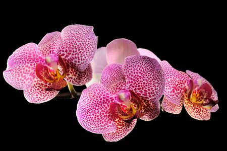 Pink orchid on the black backgroundの写真素材