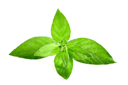 Green small plant on the white background