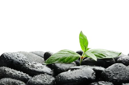  black zen stones and plant in waterの写真素材
