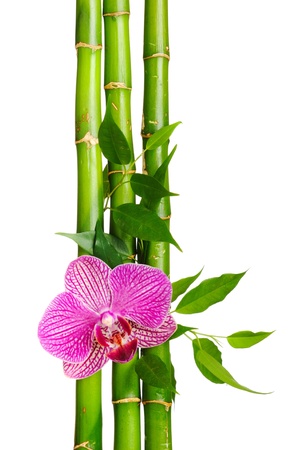 Bamboo frame and orchid on the white backgroundの写真素材