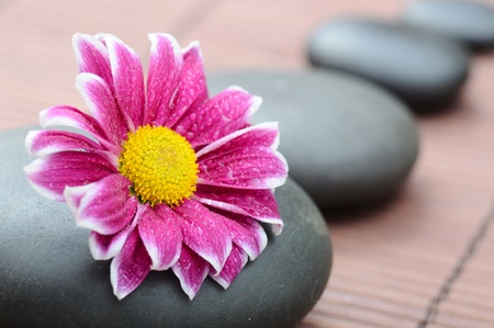 spa concept with zen stones and  daisyの写真素材