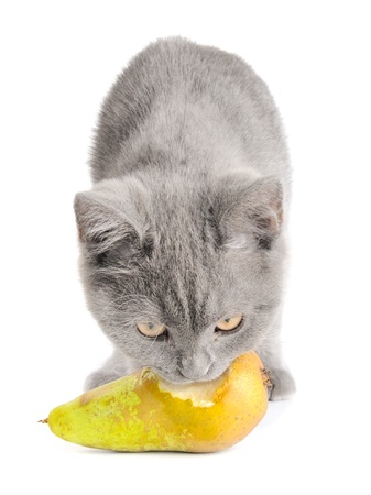 small british  kitten on the white backgroundの写真素材