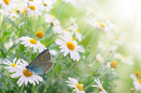 Green grass and chamomiles in the natureの写真素材