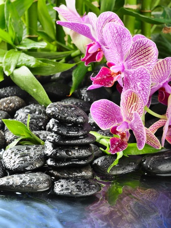 zen basalt stones and orchid with dewの写真素材