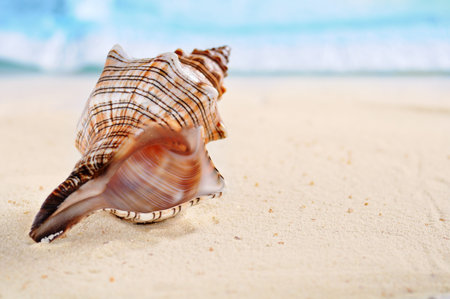 several sea shells on the  sand  background