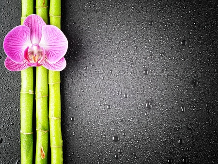 Pink orchid and bamboo grove on the black backgroundの写真素材