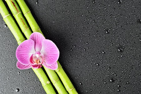 Pink orchid and bamboo grove on the black backgroundの写真素材
