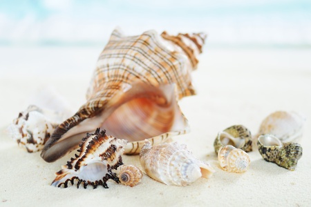 several sea shells on the  sand  backgroundの写真素材