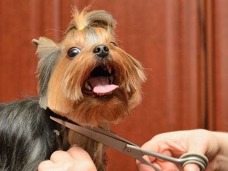 yorkshire terrier getting his hair cut at the groomerの写真素材