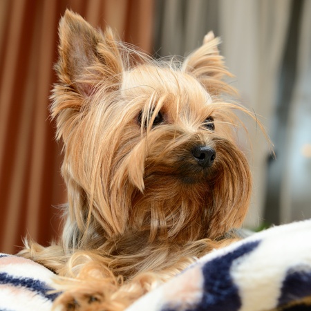cute yorkshire terrier on the sofaの写真素材