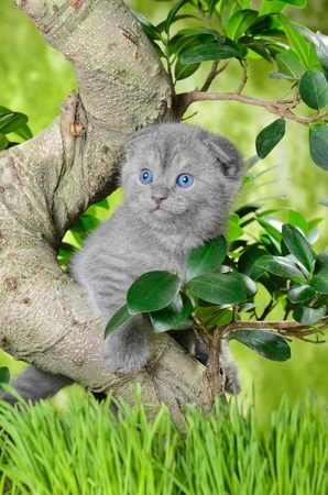 small british  kitten the age of 1 month in the grassの写真素材