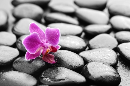 zen basalt stones and orchid with dewの写真素材