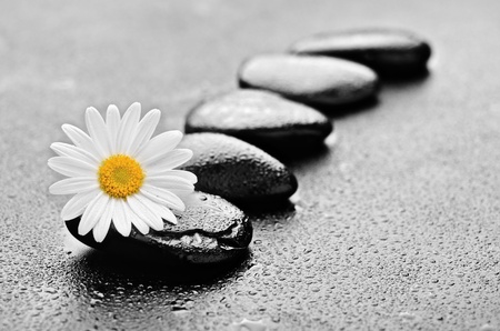 zen basalt stones and daisy with dewの写真素材