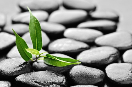 zen basalt stones and bamboo with dewの写真素材