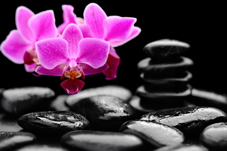 zen basalt stones and orchid with dewの写真素材