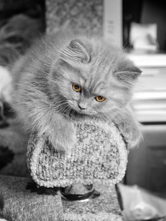 small british  kitten the age of 2 monthの写真素材
