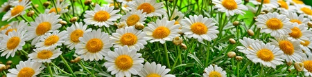 Green grass and chamomiles in the natureの写真素材