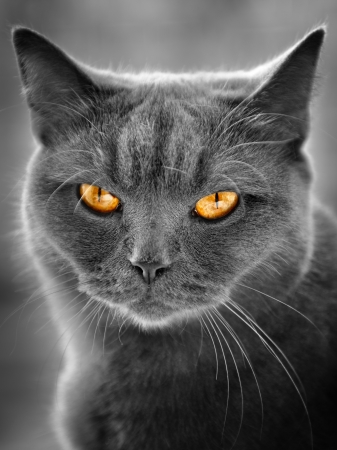 british cat portraitの写真素材