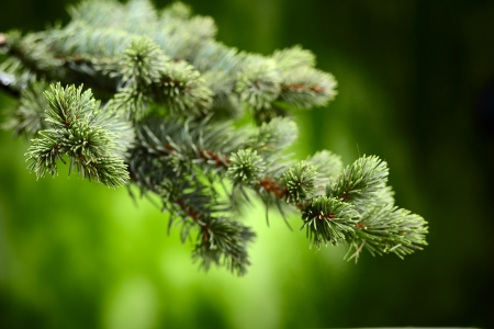 branch blue fir treeの写真素材