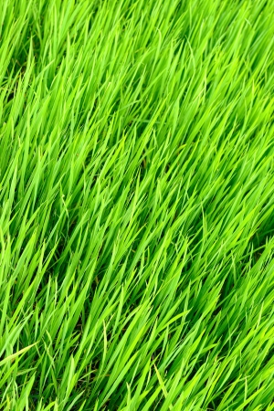 green rice fieldの写真素材