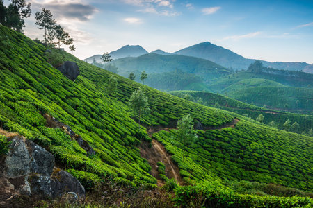 Tea plantations in state Kerala, India