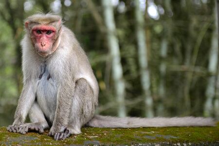 Wild monkeyの写真素材