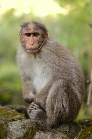 Wild monkey