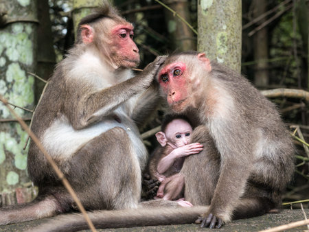 Family of monkeys
