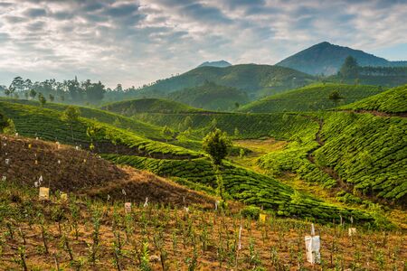 Tea plantations in state Kerala, Indiaの写真素材