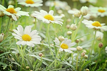 Green grass and chamomiles in the natureの写真素材