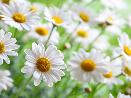 Green grass and chamomiles in the natureの写真素材
