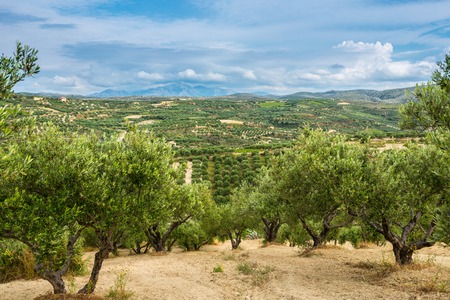 olive plantation on the Crete,Greeceの写真素材