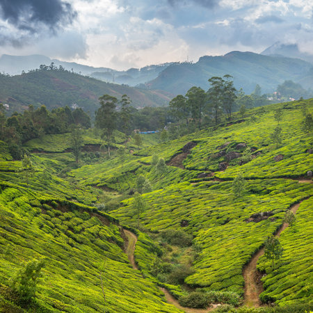 Tea plantations in state Kerala, Indiaの写真素材