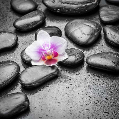 zen basalt stones and orchidの写真素材