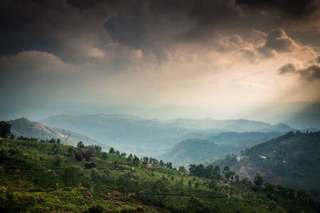 Tea plantations in state Kerala, Indiaの写真素材