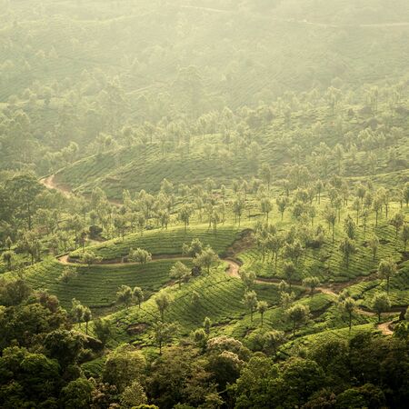 Tea plantations in state Kerala, Indiaの写真素材