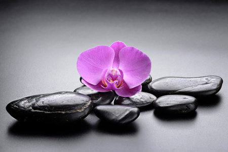 zen basalt stones and orchid.の写真素材