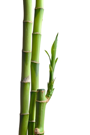 bamboo leaves isolated on whiteの写真素材