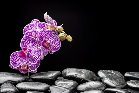 zen basalt stones ,orchid and bambooの写真素材