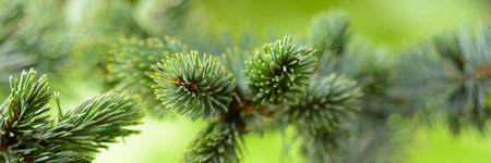 Christmas fir branch symbol