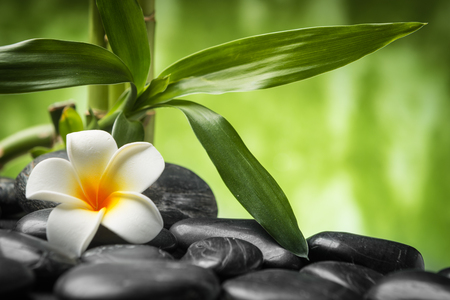 frangipani and bamboo on the zen basalt stonesの写真素材