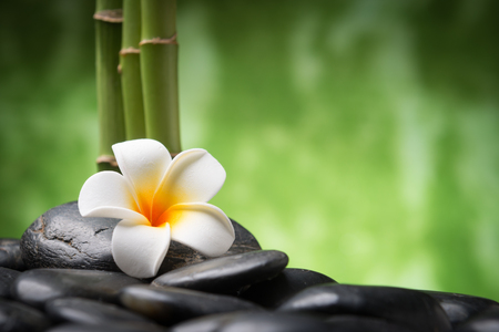 frangipani and bamboo on the zen basalt stonesの写真素材