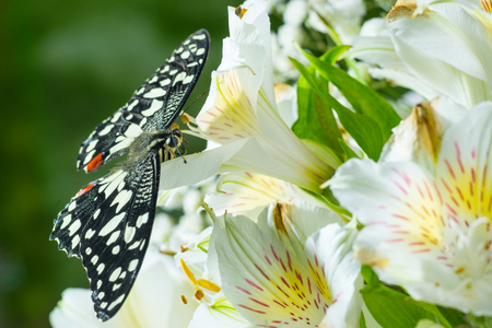 Butterfly Papilio demoleus on the flowersの写真素材